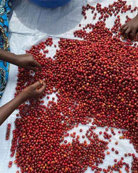 10 African Coffee Brands You Should Know and Try! Recommended by Jodie ...
