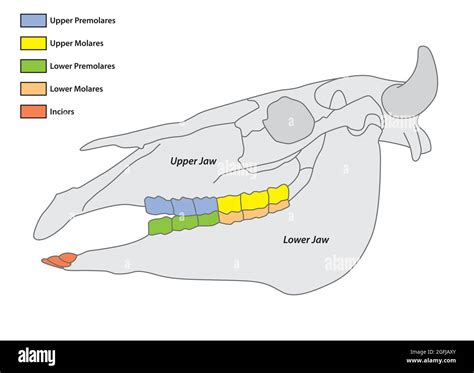Formule Dentaire De La Vache Banque D Images Vectorielles Alamy