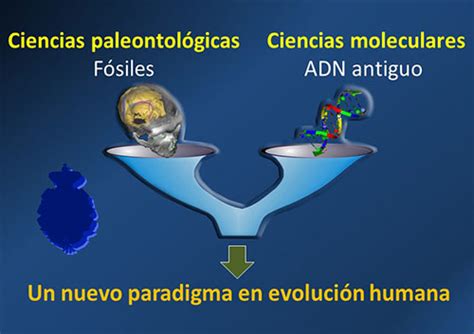 F Siles Neandertales Y Paleogen Mica Un Cambio De Paradigma En La