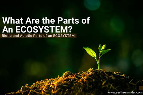 What Are The Parts Of An Ecosystem Earth Reminder