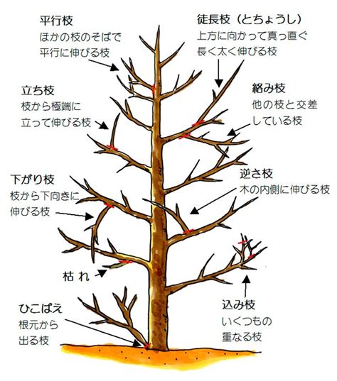 樹木剪定方法② 剪定の基本｜浜松・磐田・袋井のエクステリアならハマニグリーンパーク 園芸学 庭 手入れ 剪定