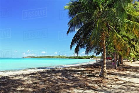 Palm Trees On The Beach Seven Seas Beach Culebra Island Fajardo