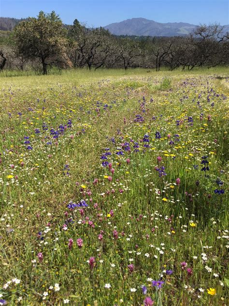 Vernal Pools - Sonoma Land Trust