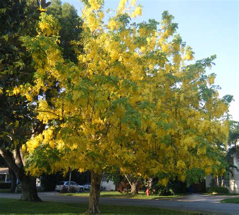 In Full Bloom Golden Rain Tree In Naples Florida Golden Rain Tree