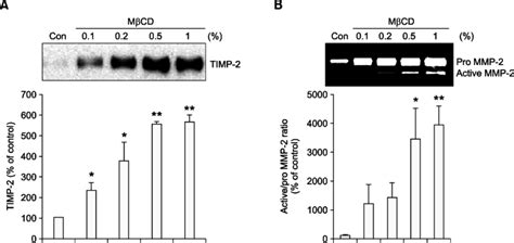 Timp 2 Expression And Mmp 2 Activation Are Increased By Cholesterol