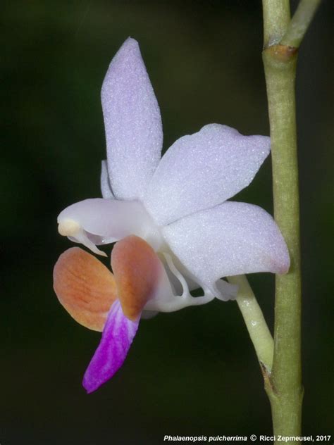 Phalaenopsis pulcherrima