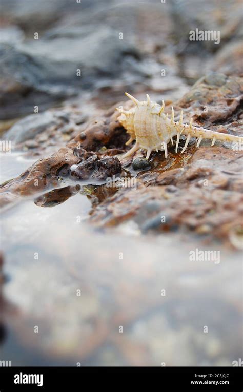 Murex Snails Hi Res Stock Photography And Images Alamy