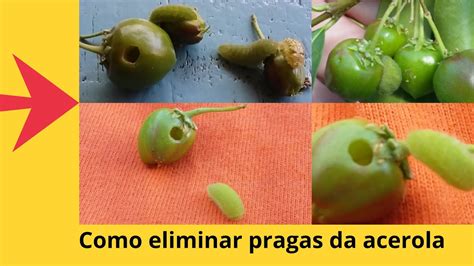 Como Eliminar Pragas Da Acerola YouTube