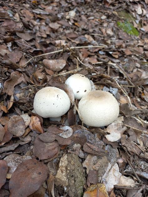 Agaricus sect Xanthodermatei from Quilpué Valparaíso Chile on