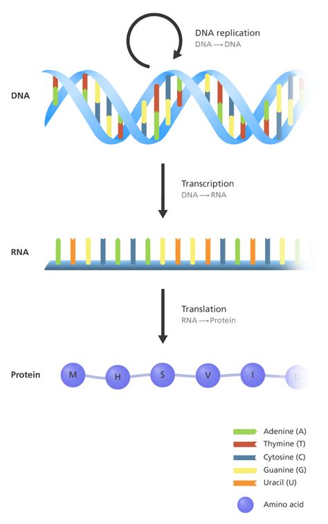 Diagram Central Dogma