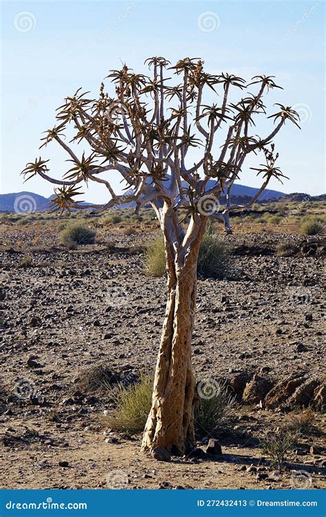 Succulent Karoo, Namib Desert, Namibia Stock Image - Image of richtersveld, scenic: 272432413