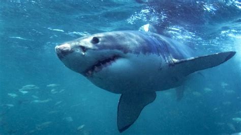 Can Science Stop Sharks Attacking Humans Bbc News