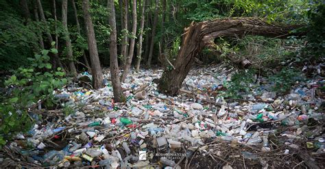 Crime Ambiental O Que Devo Saber