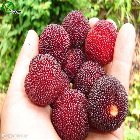 2020 Red Bayberry Seeds New Arrival Bonsai Organic Fruit Seeds For Home