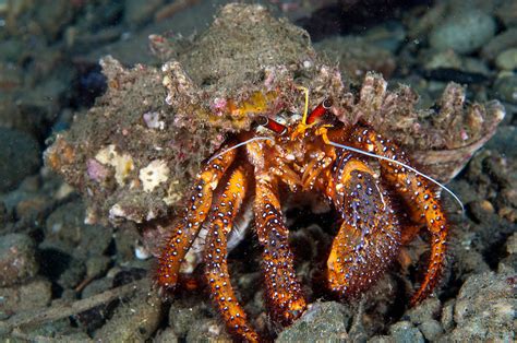 A Large Hermit Crab Ambon Indonesia Matthew Oldfield Photography