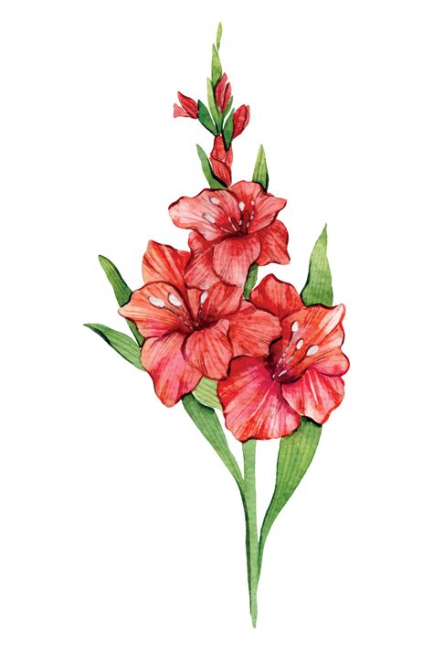 Gladiolus Watercolor Illustration. Gladiolus flower isolated on white ...