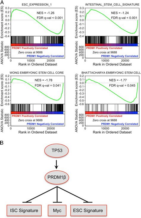 PRDM1 Silences Stem Cell Related Genes And Inhibits Proliferation Of