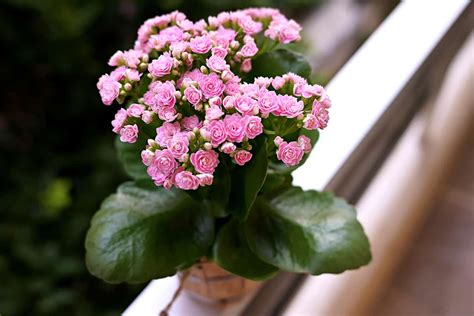 How to Grow and Care for Kalanchoe - Plantglossary