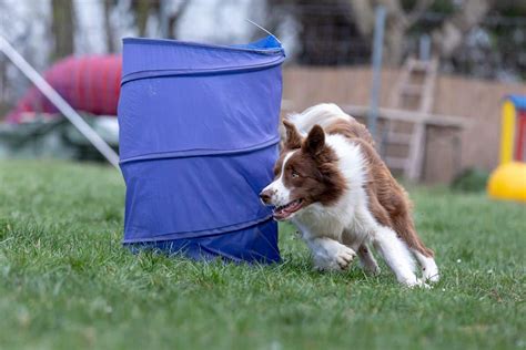 Hoopers Der Hundesport für alle agility welt de