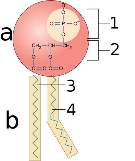 Phospholipid Structure Diagram Quizlet