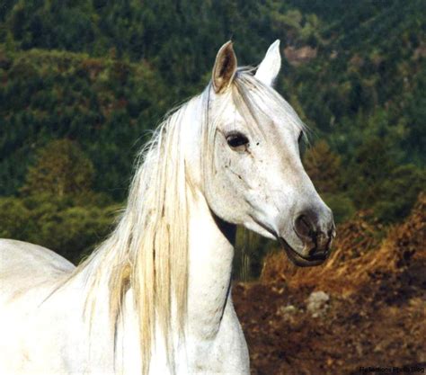 White Arabian Horse Head | Wallpapers Gallery