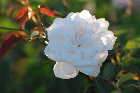 White Rose Free Stock Photo Public Domain Pictures