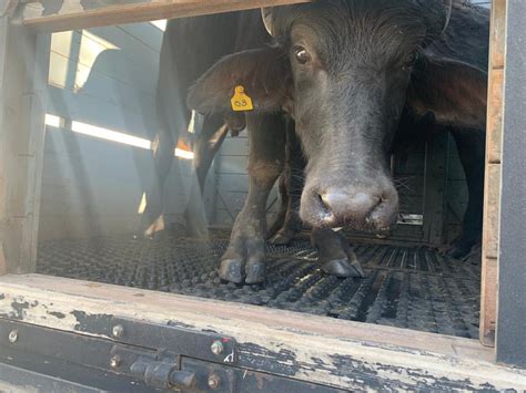 Motorista Capota Ap S Atropelar B Falos Soltos Em Rodovia No Interior