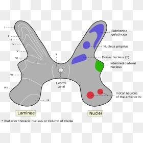 Spinal Cord Anatomy Gray Matter, HD Png Download - vhv