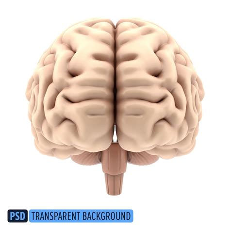 Vista frontal do cérebro humano em 3D em um fundo transparente PSD