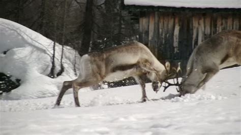 Stunning Reindeer Fight In Winter Stock Footage Video 100 Royalty