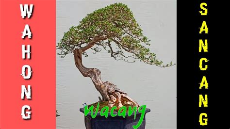 Bonsai Wahong Sancang Youtube