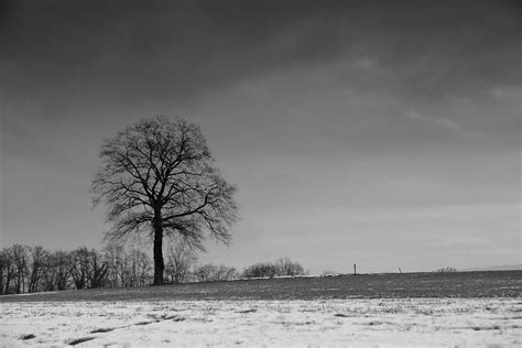 Paysage Arbre En Noir Et Blanc Yapasfoto