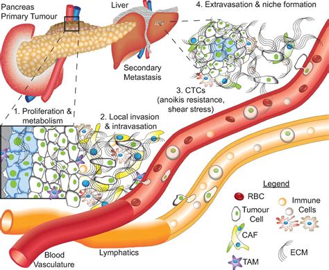 Combating Pancreatic Cancer With Pi3k Pathway Inhibitors In The Era Of