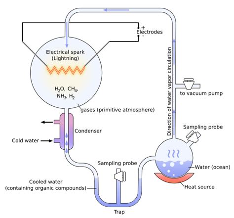 Stanley Miller synthesized ---------in his experiment.A. VirusB ...