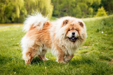 10 of the World's Oldest Dog Breeds - Wagging Mongrel