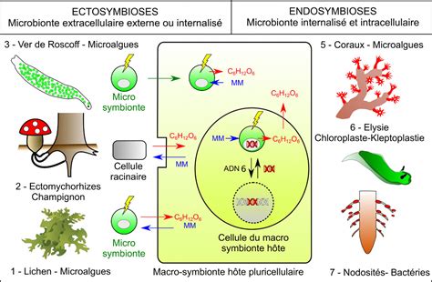 Les Symbioses Dans Le Programme De Terminale Spésvt Blog