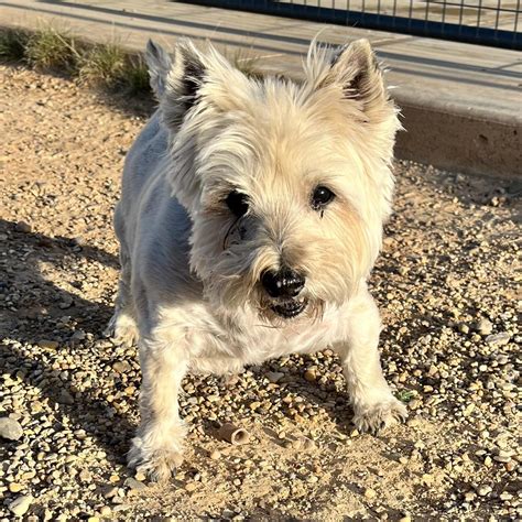 Rowdy Dogs Pet Resort | Amarillo TX