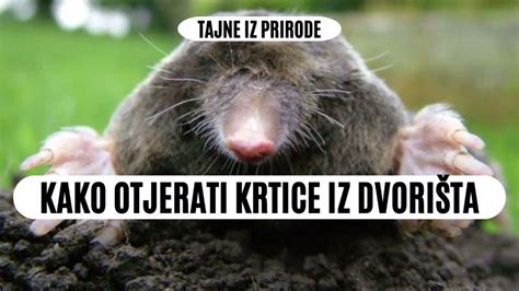 KAKO OTJERATI KRTICE IZ DVORIŠTA YouTube