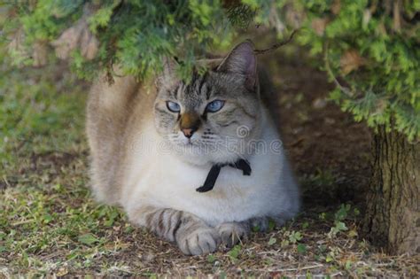 A Beautiful Blue-eyed Cross-eyed Siamese Cat Stock Image - Image of ...