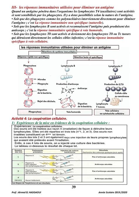 Les Réponses Immunitaires Cours Ma Réponse Immunitaire Réponse