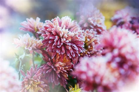 10 plantes frileuses à protéger absolument du froid cet hiver pour une