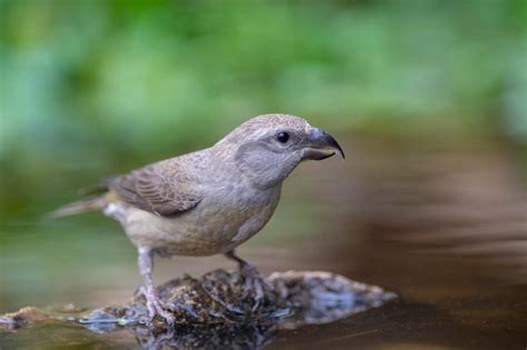 Premium Photo Common Crossbill Loxia Curvirostra Malaga Spain