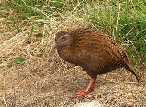 Weka bird stock photo. Image of westport, zealand, beak - 22012142