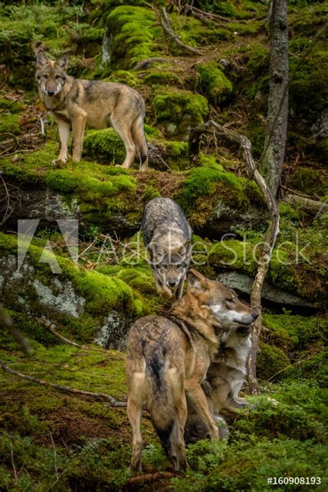 Alaska wolf pack Canis lupus from Wallmural | Wallpassion