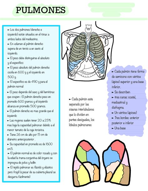 Anatom A Pulmones Pulmones Los Dos Pulmones Derecho E Izquierdo