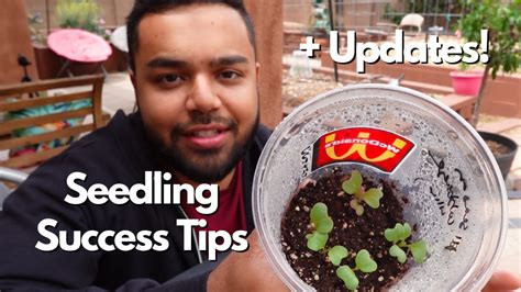 How S Your Seed Starting Game Seedling Care Tips Techniques And