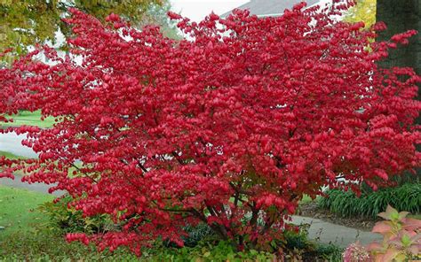 Buy Dwarf Burning Bush Free Shipping Wilson Bros Gardens Gallon