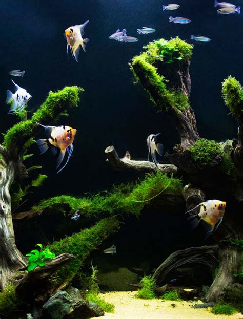 Freshwater Tropical Fish Aquarium