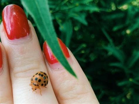 Asian Lady Beetle Bite Symptoms