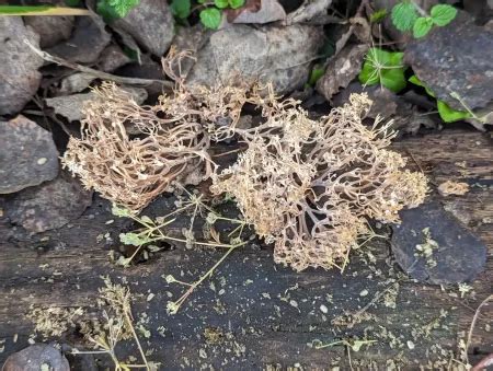 Ramaria Stricta Strumpshaw Fen Mycological Survey